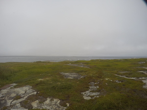 Photograph of Pinchard's Island, Newfoundland — August 17, 2017 at 3:01 PM