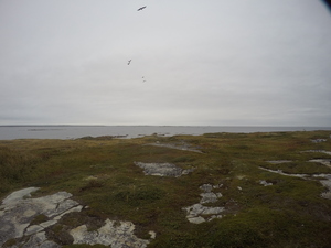 Photograph of Pinchard's Island, Newfoundland — September 19, 2017 at 4:29 PM